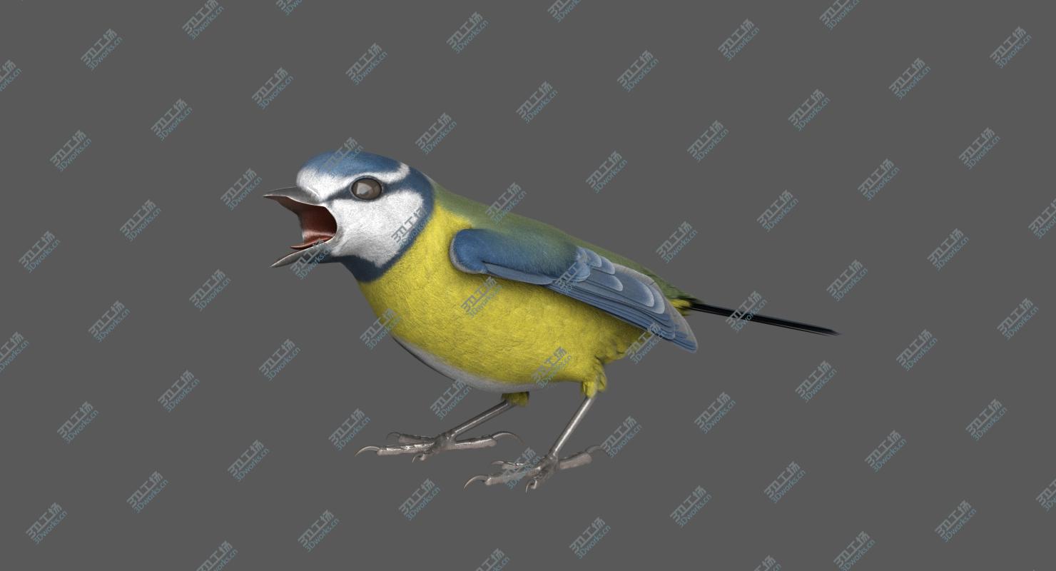 images/goods_img/202104092/3D Eurasian Blue Tit RIgged model/5.jpg